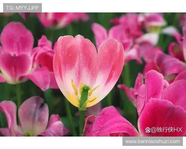 永远是春天的故事在时光流转中绽放温暖与希望的情感篇章